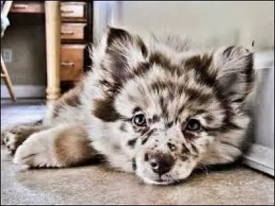 Les labradors, les huskys et les ocicats font-ils partie de la même espèce ?