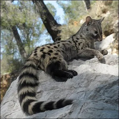 Quel est cet animal ?