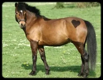 Un cheval est-il un ovipare ou un vivipare ?