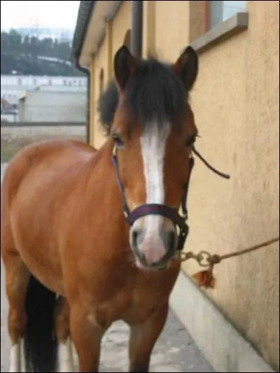 Que devient un poney quand il vieillit ?