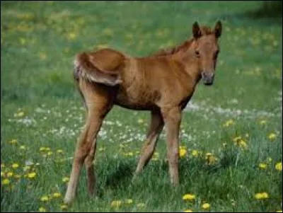 Comment appelle-t-on le petit du cheval ?