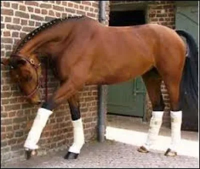 Que fait-on avant de seller le cheval ?