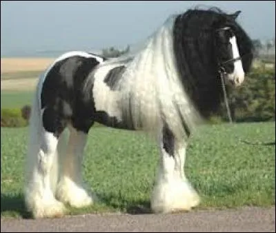Comment s'appelle le plus grand cheval du monde ?