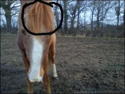 Comment s'appelle la crinière qui est sur le devant de la tête du cheval ?