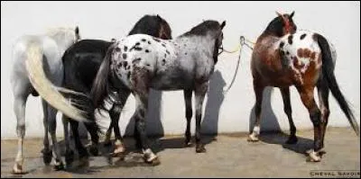 Comment appelle-t-on les poils du cheval ?