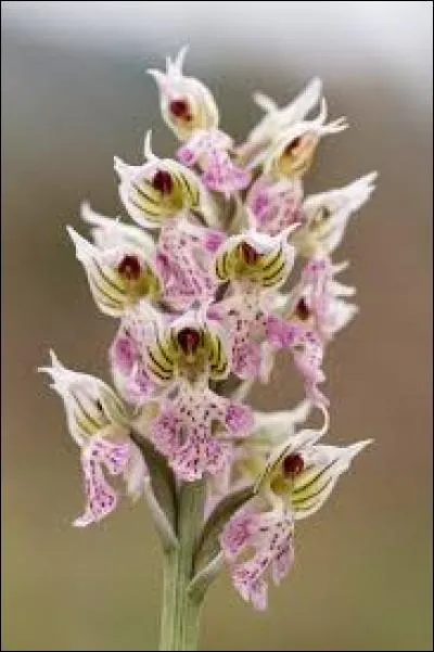 Quelle est cette fleur ?