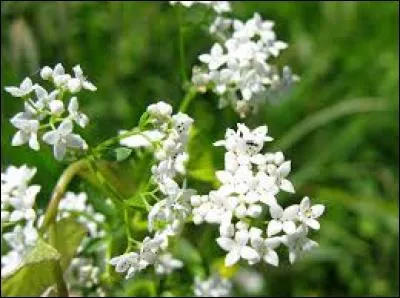 Quelle est cette fleur ?