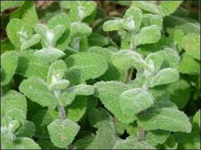 Quelle est cette plante ?