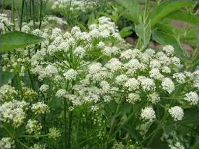 Quelle est cette plante ?