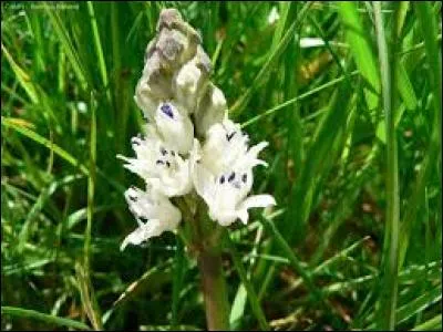 Quelle est cette fleur ?