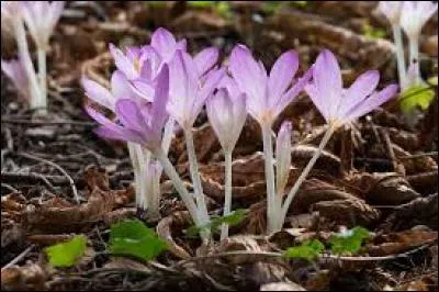 Quelle est cette fleur ?