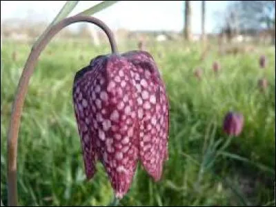 Quelle est cette fleur ?