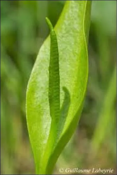 Quelle est cette plante ?