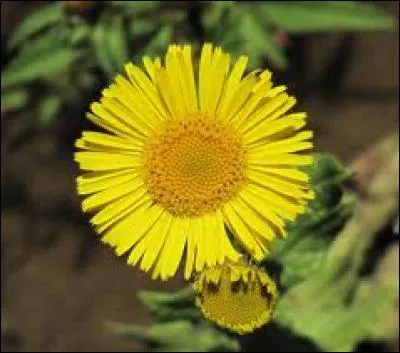 Quelle est cette fleur ?