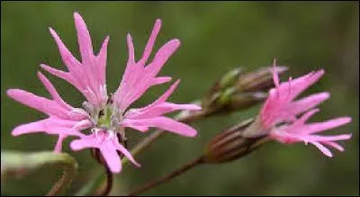 Quelle est cette fleur ?