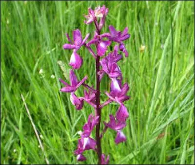 Quelle est cette fleur ?