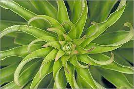 Quiz Nature, cologie
