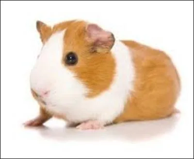 Quel est ce rongeur ?