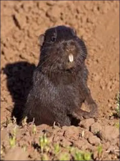 Quel est ce rongeur ?