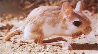 Quel est ce rongeur ?