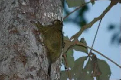 Quel est ce rongeur ?