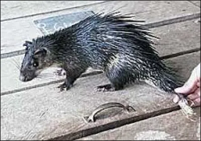 Quel est ce rongeur ?