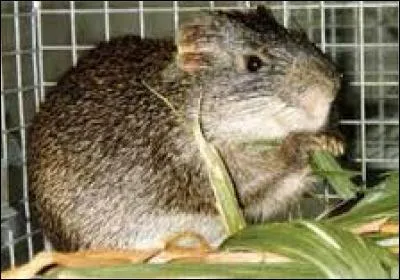 Quel est ce rongeur ?