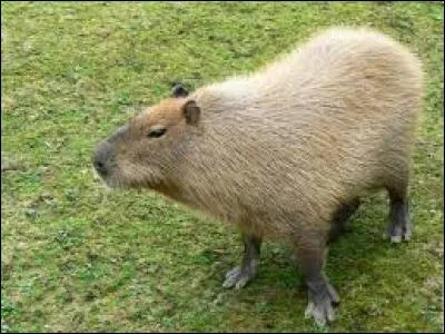 Quel est ce rongeur ?