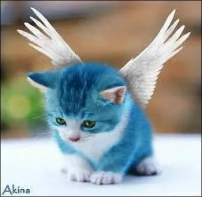 Voilà un chat fan de cosplay, en qui est-il déguisé ?