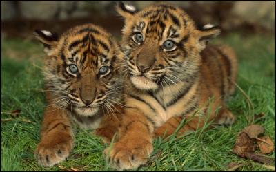 Quel est ce film de Jean-Jacques Annaud racontant l'histoire de deux tigres d'une même portée, enlevés très tôt à leur mère, et qui vont finir par se retrouver ?