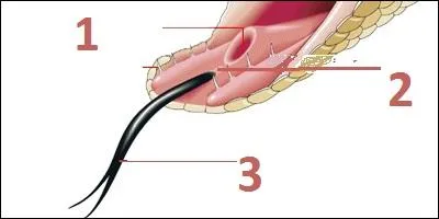 Cliquez sur le numéro correspondant au fourreau de la langue du serpent.