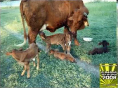 Le 18 mars 2005, au Mexique... veaux sont nés. Chez les bovins, une portée de triplés représente déjà un véritable miracle. Je vous laisse deviner le nombre de veaux nés ce jour-là.