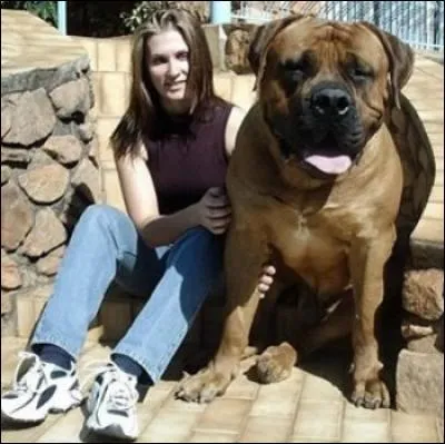 Le record du monde du plus gros chien serait détenu par un Old English Mastiff. À 8 ans, il mesurait près de 95 centimètres au collet et... kilos à la pesée.
En termes de masse, c'est une des plus grosses races de chiens, il est doté d'une force physique impressionnante. En dépit de sa corpulence, c'est un chien qui a naturellement bon caractère. Quel est son poids ?