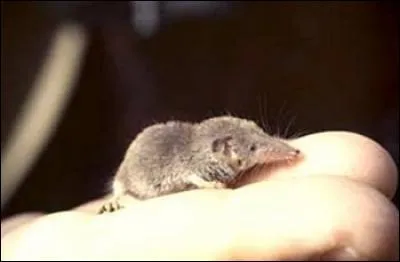 Avec une taille ne dépassant pas 5 centimètres et un poids variant de 1,8 à 2 grammes, la... est le plus petit mammifère terrestre vivant dans le monde.