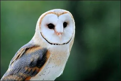 Quel animal de compagnie a Harry Potter ?