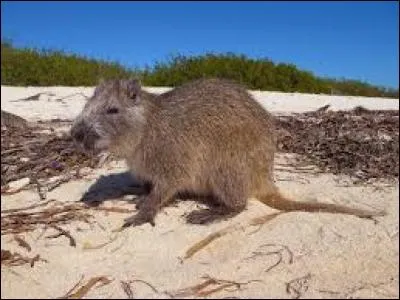 Quel est ce rongeur ?