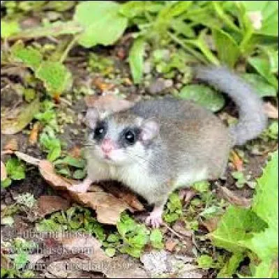 Quel est ce rongeur ?