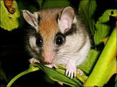 Quel est ce rongeur ?