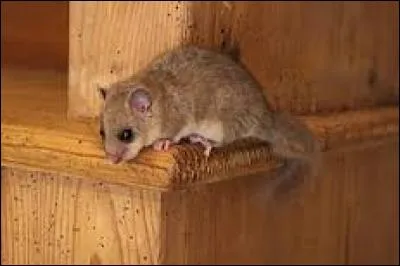 Quel est ce rongeur ?