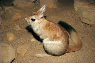 Quel est ce rongeur ?