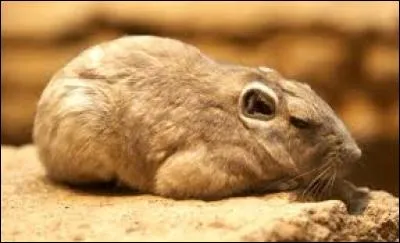 Quel est ce rongeur ?