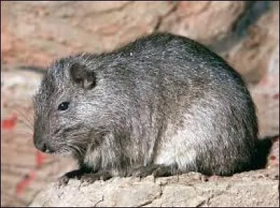 Quel est ce rongeur ?