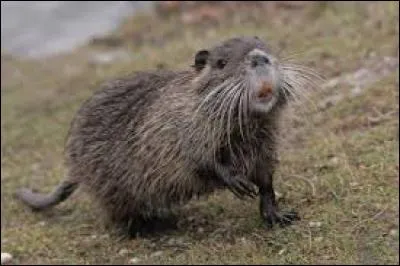 Quel est ce rongeur ?