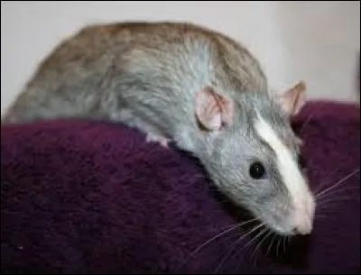 Quel est ce rongeur ?