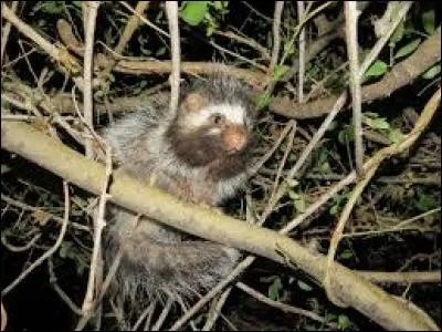 Quel est ce rongeur ?