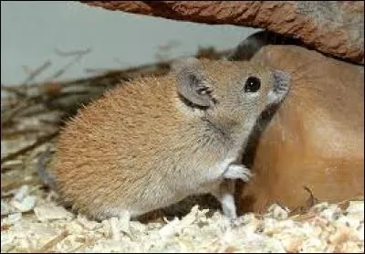 Quel est ce rongeur ?