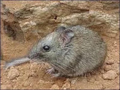 Quel est ce rongeur ?