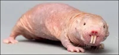 Quel est ce rongeur ?