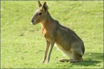 Quel est ce rongeur ?