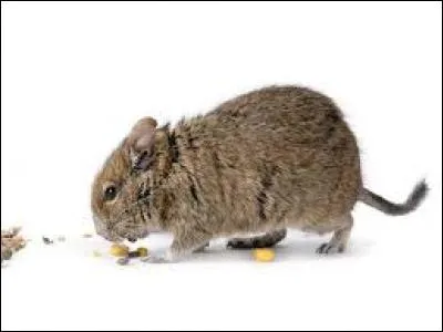 Quel est ce rongeur ?